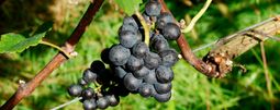 Weingut Mario Burkhart Malterdingen - Ertragsregulierung